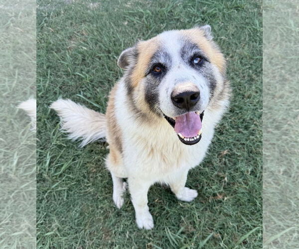 Medium Photo #9 Great Pyrenees-Unknown Mix Puppy For Sale in Houston, TX, USA