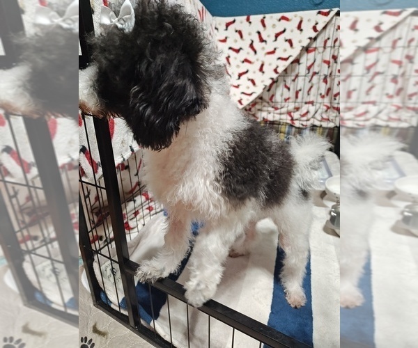 Medium Photo #2 Maltipoo Puppy For Sale in SAN ANTONIO, TX, USA