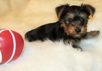 Small Photo #1 Yorkshire Terrier Puppy For Sale in NICHOLSON, GA, USA