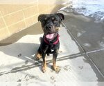 Small #2 Rottweiler-American Pit Bull Terrier