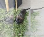 Small #1 Cane Corso-Doberman Pinscher Mix