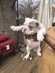 Small Photo #1 Bulldog Puppy For Sale in LOUISVILLE, KY, USA