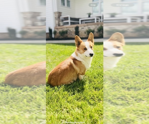 Medium Photo #6 Pembroke Welsh Corgi Puppy For Sale in GUTHRIE, KY, USA