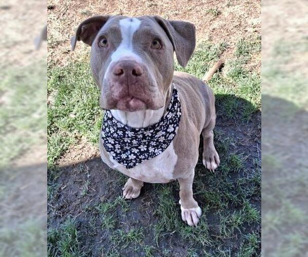 Medium Photo #3 American Pit Bull Terrier Puppy For Sale in Bakersfield, CA, USA