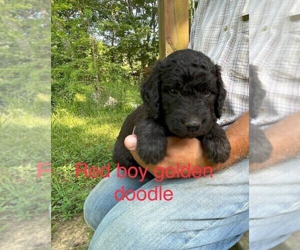 Medium Photo #3 Goldendoodle Puppy For Sale in BROKEN BOW, OK, USA
