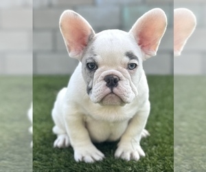 French Bulldog Puppy for sale in CHICAGO, IL, USA