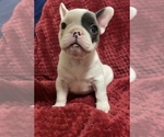 Small Photo #4 French Bulldog Puppy For Sale in SANTA CRUZ, CA, USA