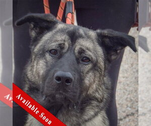 Anatolian Shepherd-Norwegian Elkhound Mix Dogs for adoption in Huntley, IL, USA