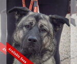 Hugo - Male Anatolian Shepherd-Norwegian Elkhound Mix Dog for Adoption - Small photo