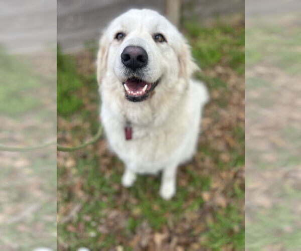 Medium Photo #4 Great Pyrenees Puppy For Sale in Spring, TX, USA