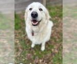 Small #3 Great Pyrenees