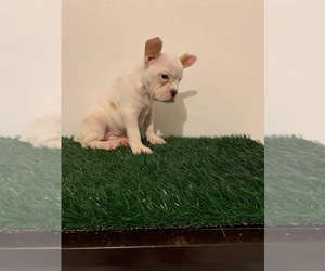 French Bulldog Puppy for sale in CHULA VISTA, CA, USA