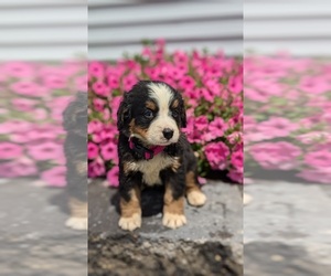 Bernese Mountain Dog Puppy for sale in GOSHEN, IN, USA