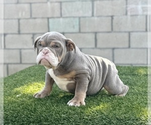 Medium English Bulldog