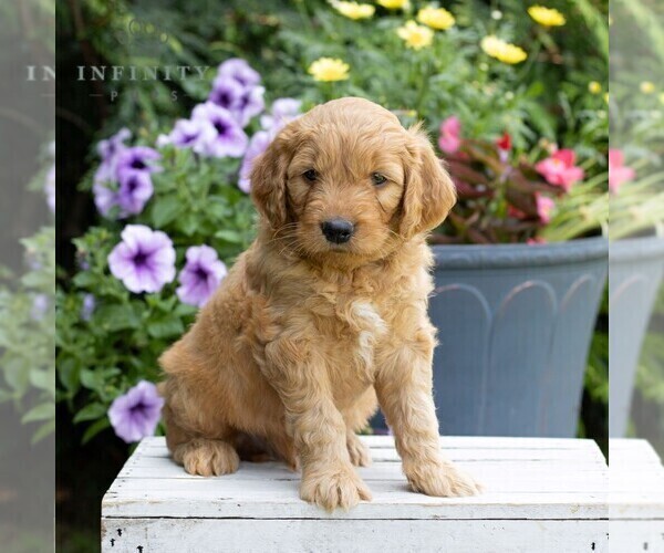 Medium Photo #1 Goldendoodle Puppy For Sale in LITITZ, PA, USA