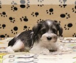 Small Photo #1 Schnauzer (Miniature) Puppy For Sale in DENVER, PA, USA