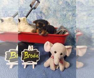 Yorkshire Terrier Puppy for sale in MANKATO, MN, USA