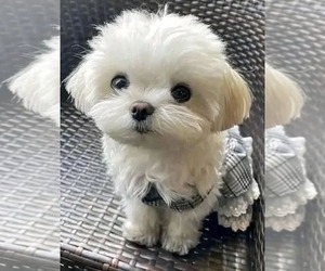 Maltese Puppy for sale in CLERMONT, FL, USA