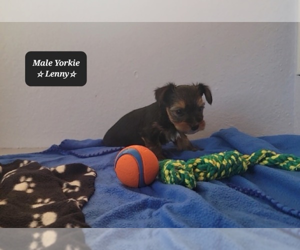 Medium Photo #2 Yorkshire Terrier Puppy For Sale in TUCSON, AZ, USA