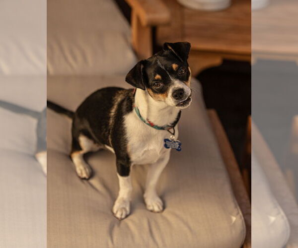 Medium Photo #2 Mutt Puppy For Sale in Bellevue, WA, USA