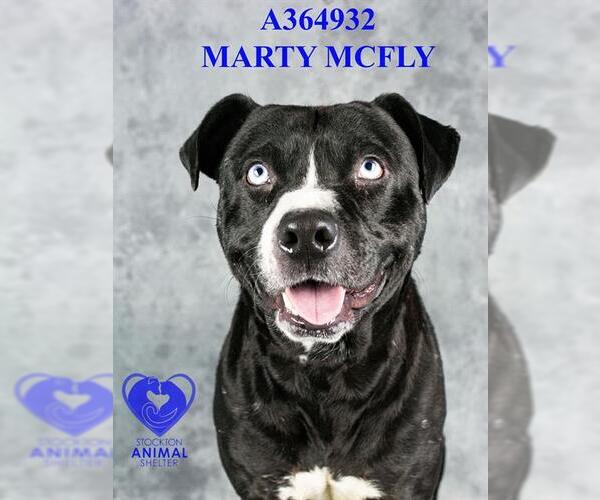 Medium Photo #2 American Pit Bull Terrier Puppy For Sale in Stockton, CA, USA
