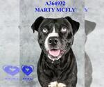 Small Photo #2 American Pit Bull Terrier Puppy For Sale in Stockton, CA, USA