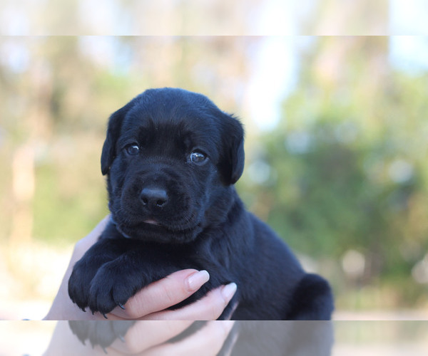 Medium Photo #10 Labrador Retriever Puppy For Sale in WEST PALM BEACH, FL, USA