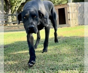 Father of the Great Dane puppies born on 06/08/2026