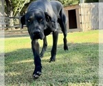 Small Photo #1 Great Dane Puppy For Sale in MARSHVILLE, NC, USA