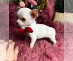 Small #1 Chihuahua