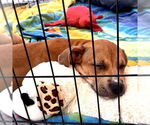 Small #2 Labrador Retriever Mix