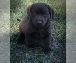 Small Photo #10 Labrador Retriever Puppy For Sale in CHARLOTTE, NC, USA