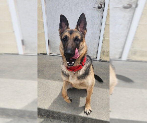 Medium Photo #3 German Shepherd Dog-Unknown Mix Puppy For Sale in North Myrtle Beach, SC, USA
