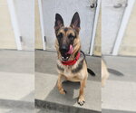 Small #2 German Shepherd Dog Mix