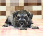 Leo - Male Schnauzer (Miniature) Puppy for Sale - Photo #3