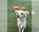 Small #2 Chihuahua Mix