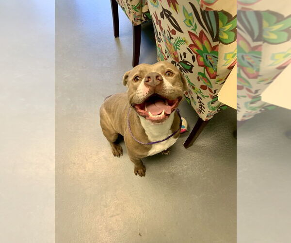 Medium Photo #6 American Staffordshire Terrier-Staffordshire Bull Terrier Mix Puppy For Sale in Brewster, NY, USA