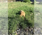 Puppy Light Blue Golden Retriever