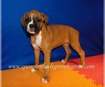 Small #4 Boxer