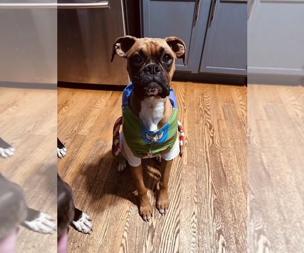 Medium Photo #1 Boxer Puppy For Sale in SOUTH BELOIT, IL, USA