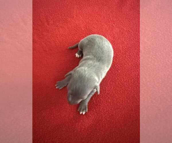 Medium Photo #3 Italian Greyhound Puppy For Sale in FORT LAUDERDALE, FL, USA
