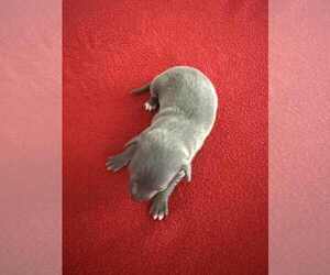 Medium Italian Greyhound