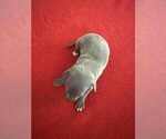 Puppy Puppy 2 Italian Greyhound