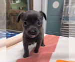 Small Mutt
