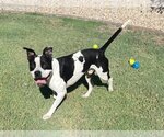 Small Photo #3 American Pit Bull Terrier-American Staffordshire Terrier Mix Puppy For Sale in phoenix, AZ, USA