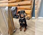 Small #1 Doberman Pinscher