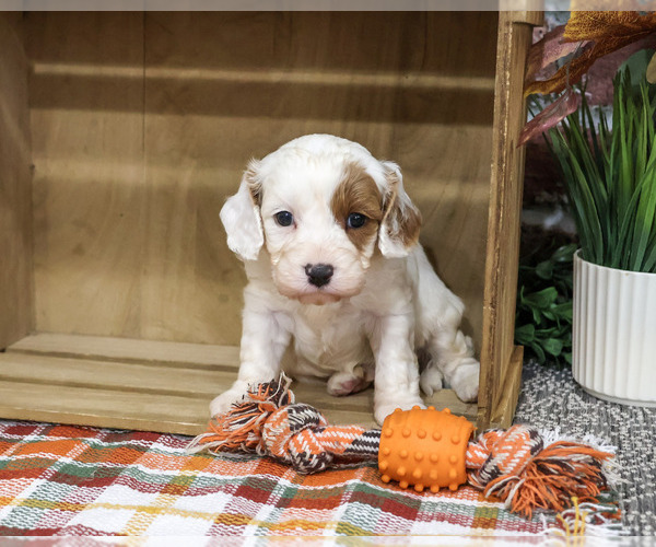 Medium Photo #3 Cavapoo (Miniature) Puppy For Sale in SYRACUSE, IN, USA