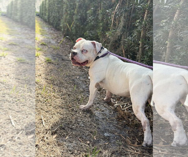 Medium Photo #3 Olde Bulldog Puppy For Sale in Sanford, FL, USA