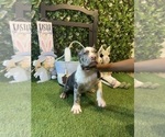 Small #7 American Bully