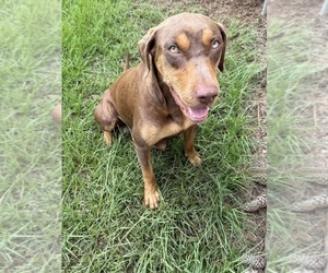 Mother of the Catahoula Leopard Dog puppies born on 05/14/2025